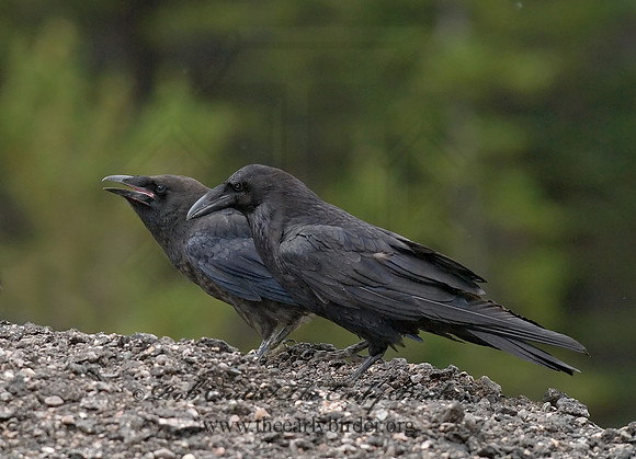 6027533 Northern Raven