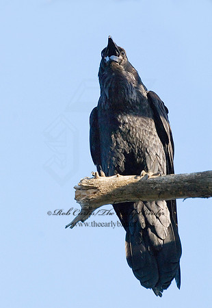 7008147 Northern Raven