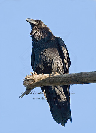 7008151 Northern Raven