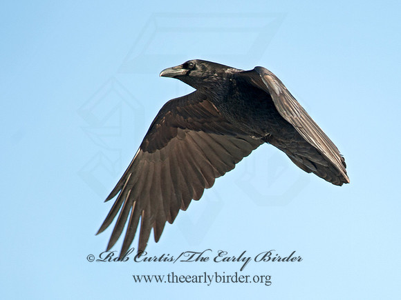 8030666 Northern Raven