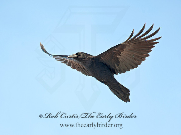 8030667 Northern Raven