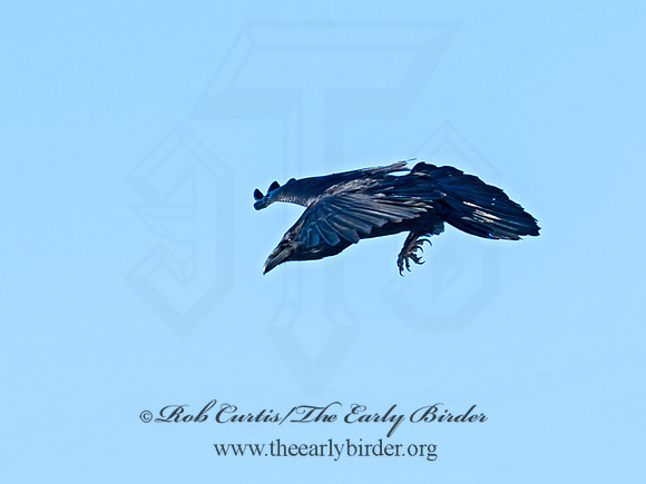 8030683 Northern Raven