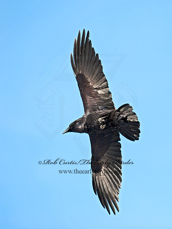8030677 Northern Raven