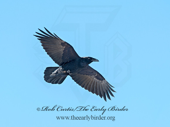 8030687 Northern Raven