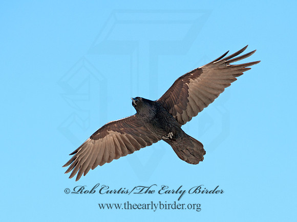 8030703 Northern Raven