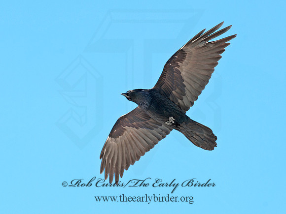 8030705 Northern Raven