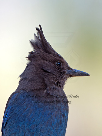 Cyanocitta stelleri  STELLER'S JAY 9056978