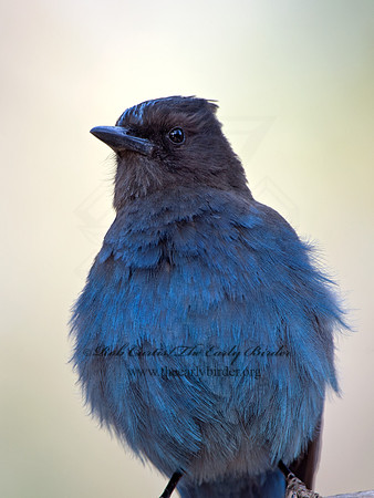 Cyanocitta stelleri  STELLER'S JAY 9056979
