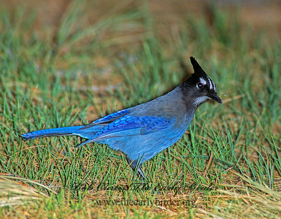 Cyanocitta stelleri STELLER'S JAY 92802