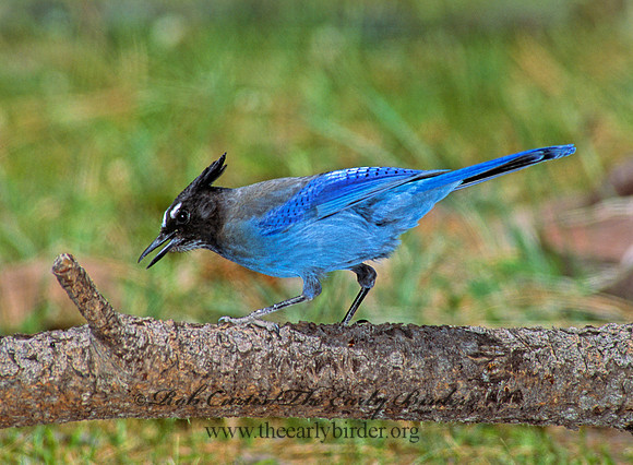 Cyanocitta stelleri STELLER'S JAY 92818