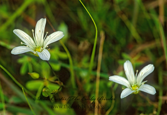 Micranthes pensylvanica  SWAMP SAXIFRAGE 282821z