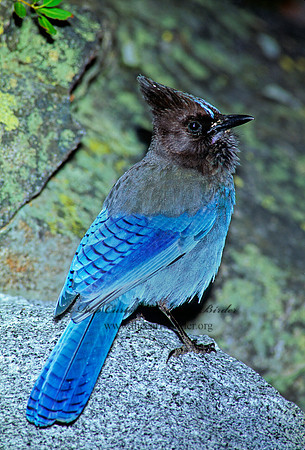 Cyanocitta stelleri STELLER'S JAY 111908