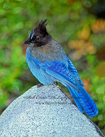 Cyanocitta stelleri STELLER'S JAY 111920