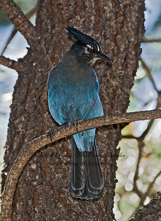 Cyanocitta stelleri STELLER'S JAY 6026873