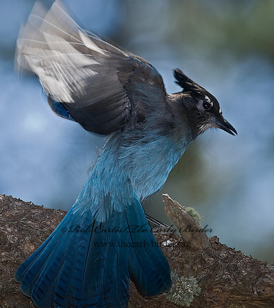 Cyanocitta stelleri STELLER'S JAY 6026876
