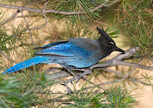 Cyanocitta stelleri STELLER'S JAY 6026879