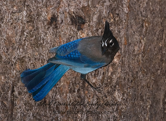 Cyanocitta stelleri STELLER'S JAY 6026884