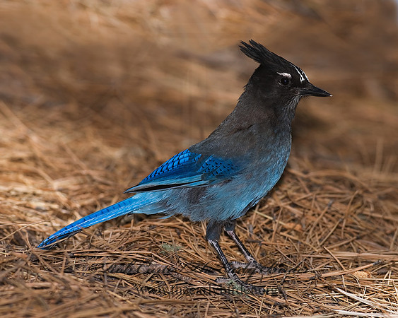 Cyanocitta stelleri STELLER'S JAY 6026881