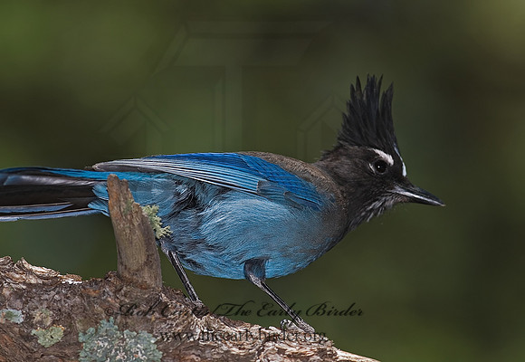 Cyanocitta stelleri STELLER'S JAY 6026887