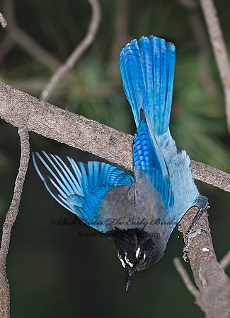 Cyanocitta stelleri STELLER'S JAY 6026941