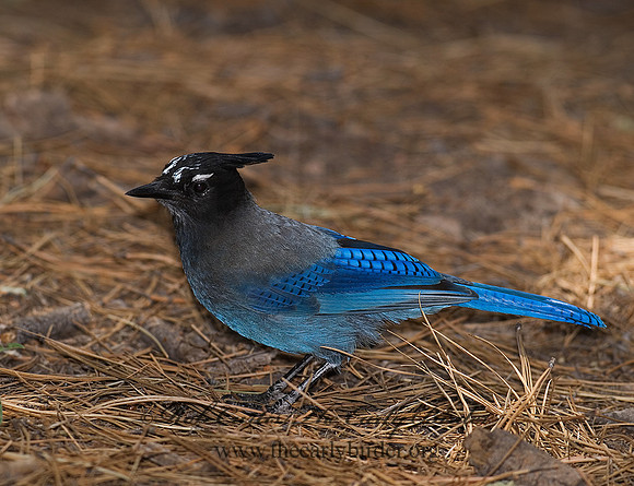 Cyanocitta stelleri STELLER'S JAY 6026974