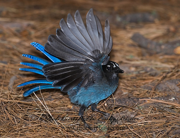 Cyanocitta stelleri STELLER'S JAY 6026975