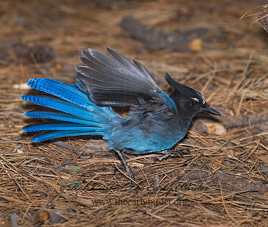 Cyanocitta stelleri STELLER'S JAY 6026976