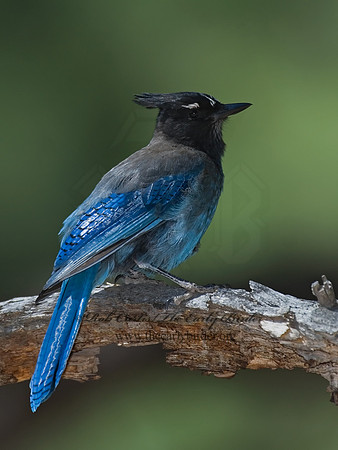 Cyanocitta stelleri STELLER'S JAY 7009096