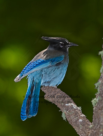 Cyanocitta stelleri STELLER'S JAY 6026920