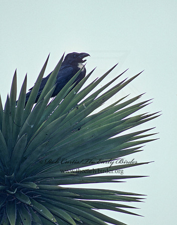 Corvus cryptoleucus  CHIHUAHUAN RAVEN 91228