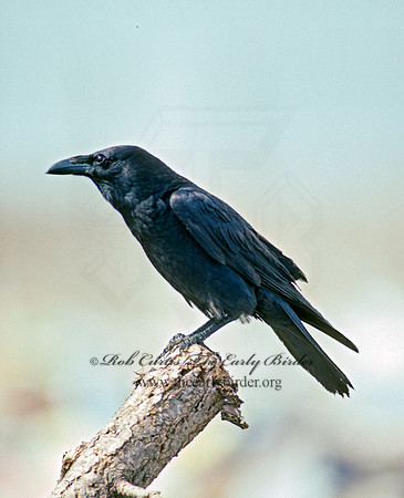 Corvus cryptoleucus  CHIHUAHUAN RAVEN 50511