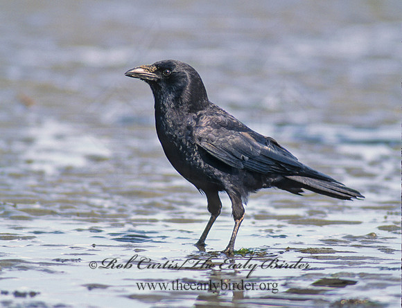 Corvus brachyrhynchos caurinus  NORTHWESTERN CROW 145209