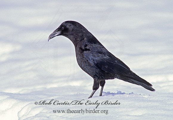 Corvus brachyrhynchos caurinus  NORTHWESTERN CROW 217104