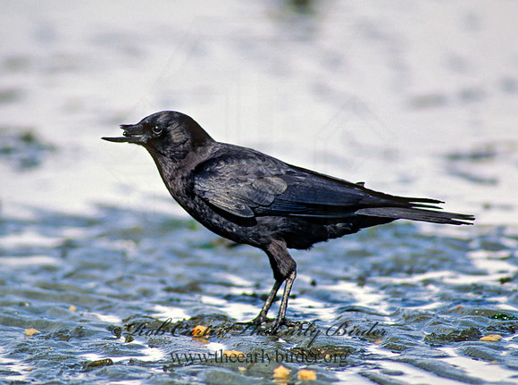 Corvus brachyrhynchos caurinus  NORTHWESTERN CROW 145223