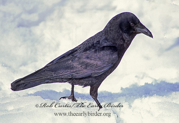Corvus brachyrhynchos caurinus  NORTHWESTERN CROW 217113