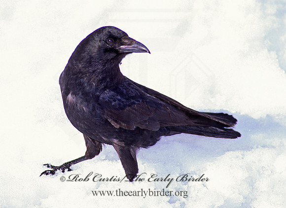Corvus brachyrhynchos caurinus  NORTHWESTERN CROW 217118
