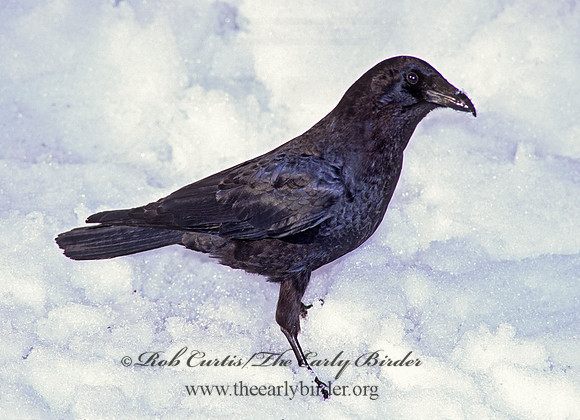 Corvus brachyrhynchos caurinus  NORTHWESTERN CROW 217136