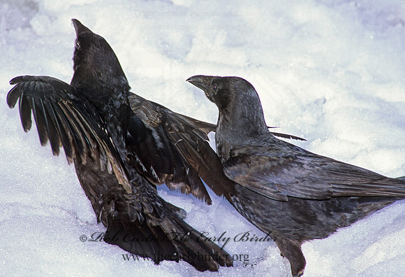 Corvus brachyrhynchos caurinus  NORTHWESTERN CROW 217131