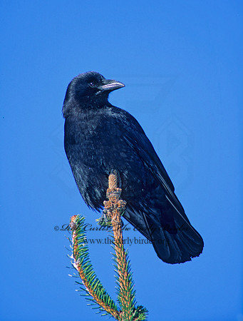 Corvus brachyrhynchos caurinus  NORTHWESTERN CROW 219518
