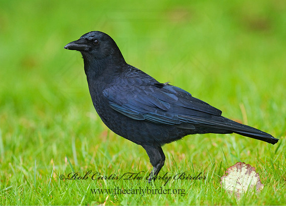 Corvus brachyrhynchos caurinus  NORTHWESTERN CROW 7017238