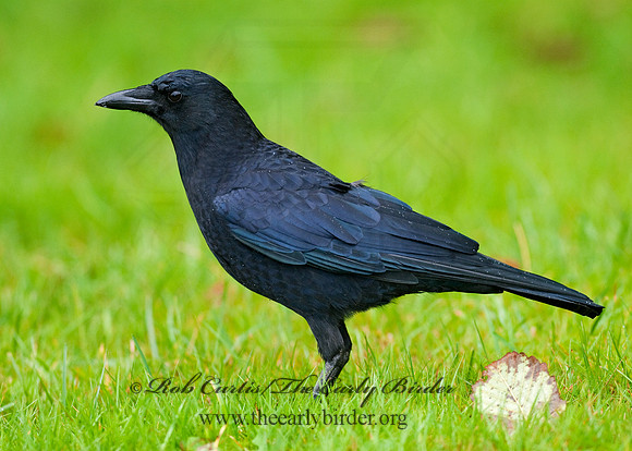 Corvus brachyrhynchos caurinus  NORTHWESTERN CROW 7017239