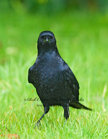 Corvus brachyrhynchos caurinus  NORTHWESTERN CROW 7017241