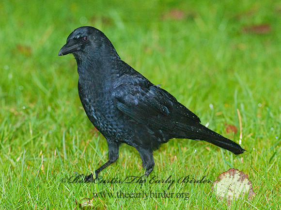 Corvus brachyrhynchos caurinus  NORTHWESTERN CROW 7017240