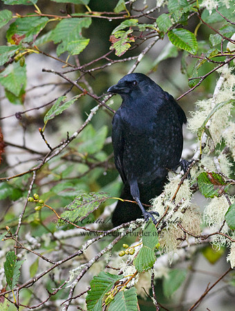 Corvus brachyrhynchos caurinus  NORTHWESTERN CROW 7017246