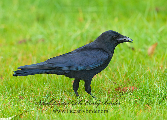 Corvus brachyrhynchos caurinus  NORTHWESTERN CROW 7017248