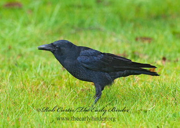 Corvus brachyrhynchos caurinus  NORTHWESTERN CROW 7017249