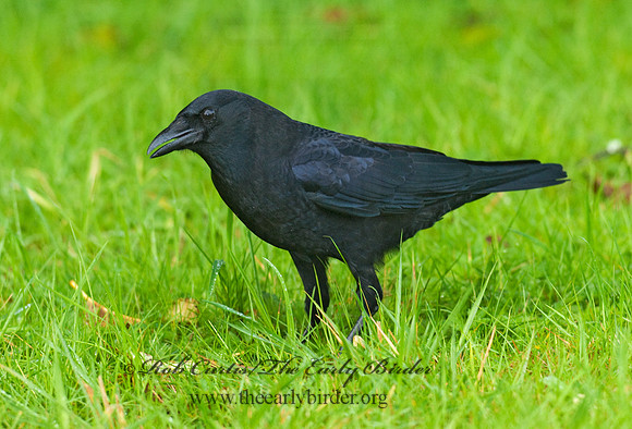 Corvus brachyrhynchos caurinus  NORTHWESTERN CROW 7017252