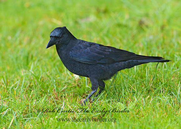 Corvus brachyrhynchos caurinus  NORTHWESTERN CROW 7017250