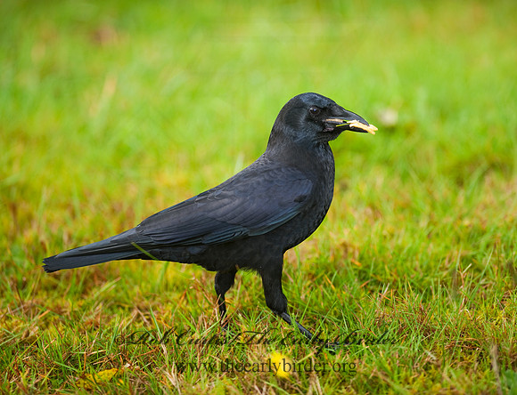 Corvus brachyrhynchos caurinus  NORTHWESTERN CROW 8019457