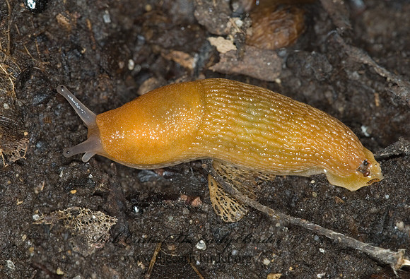 Arion subfuscus 6009921z